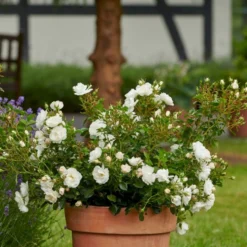 'Diamond Border'® Rosa X 'Diamond Border'® (Bunddækkerose) A-Kvalitet,- Barrods Roser Min. 3 Grene -Tilbud Lys Haven Butik p362 51946 rosa x diamond border bunddaekkerose 0c46