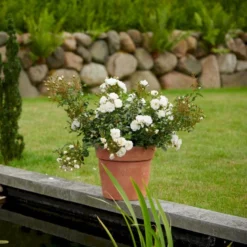 'Diamond Border'® Rosa X 'Diamond Border'® (Bunddækkerose) A-Kvalitet,- Barrods Roser Min. 3 Grene -Tilbud Lys Haven Butik p362 51947 rosa x diamond border bunddaekkerose a140