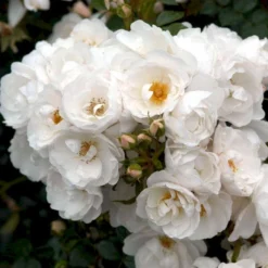 'Diamond Border'® Rosa X 'Diamond Border'® (Bunddækkerose) A-Kvalitet,- Barrods Roser Min. 3 Grene -Tilbud Lys Haven Butik p362 51949 rosa x diamond border bunddaekkerose 0775