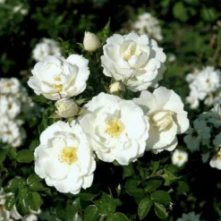 'Diamond Border'® Rosa X 'Diamond Border'® (Bunddækkerose) A-Kvalitet,- Barrods Roser Min. 3 Grene -Tilbud Lys Haven Butik p362 51950 rosa x diamond border bunddaekkerose 2047
