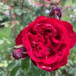 'Crazy In Love Red'™ Rosa X 'Crazy In Love Red'™ (Slyngrose) A-Kvalitet,- Barrods Roser Min. 3 Grene -Tilbud Lys Haven Butik p36325 53269 rosa x crazy in love red slyngrose 9b1f