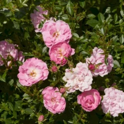 'Easy Cover'® Rosa X 'Easy Cover'® (Bunddækkerose) A-Kvalitet,- Barrods Roser Min. 3 Grene -Tilbud Lys Haven Butik p363 51952 rosa x easy cover bunddaekkerose 90cf