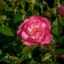 'Easy Cover'® Rosa X 'Easy Cover'® (Bunddækkerose) A-Kvalitet,- Barrods Roser Min. 3 Grene -Tilbud Lys Haven Butik p363 51953 rosa x easy cover bunddaekkerose 23b9