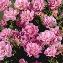 'Easy Cover'® Rosa X 'Easy Cover'® (Bunddækkerose) A-Kvalitet,- Barrods Roser Min. 3 Grene -Tilbud Lys Haven Butik p363 51954 rosa x easy cover bunddaekkerose 616f