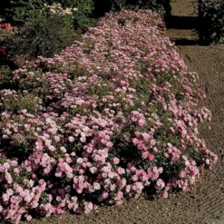 'Easy Cover'® Rosa X 'Easy Cover'® (Bunddækkerose) A-Kvalitet,- Barrods Roser Min. 3 Grene -Tilbud Lys Haven Butik p363 51955 rosa x easy cover bunddaekkerose d3fa