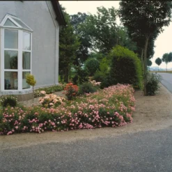 'Easy Cover'® Rosa X 'Easy Cover'® (Bunddækkerose) A-Kvalitet,- Barrods Roser Min. 3 Grene -Tilbud Lys Haven Butik p363 51956 rosa x easy cover bunddaekkerose 78d8