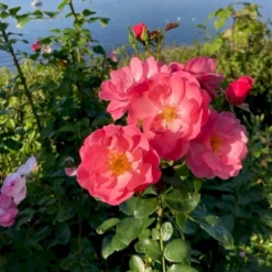 'Lars Lilholt' Rosa X 'Lars Lilholt' (Buketrose) A-kvalitet,- Pottede Roser -Tilbud Lys Haven Butik p36482 51591 rosa x lars lilholt buketrose 2374