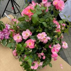 'Lars Lilholt' Rosa X 'Lars Lilholt' (Buketrose) A-kvalitet,- Pottede Roser -Tilbud Lys Haven Butik p36482 51592 rosa x lars lilholt buketrose 355a