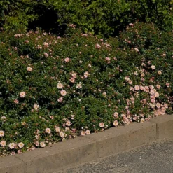 'Gentle Cover'® Rosa X 'Gentle Cover'® (Bunddækkerose) A-Kvalitet,- Barrods Roser Min. 3 Grene -Tilbud Lys Haven Butik p364 51962 rosa x gentle cover bunddaekkerose d3df