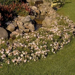 'Gentle Cover'® Rosa X 'Gentle Cover'® (Bunddækkerose) A-Kvalitet,- Barrods Roser Min. 3 Grene -Tilbud Lys Haven Butik p364 51963 rosa x gentle cover bunddaekkerose 7d6f