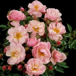 'Gentle Cover'® Rosa X 'Gentle Cover'® (Bunddækkerose) A-Kvalitet,- Barrods Roser Min. 3 Grene -Tilbud Lys Haven Butik p364 51964 rosa x gentle cover bunddaekkerose e1ac