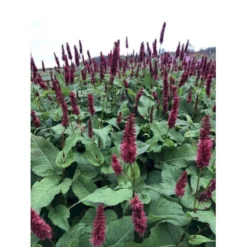 Kertepileurt 'Blackfield' Persicaria Amplexicaulis 'Blackfield' 2 Liter Potte