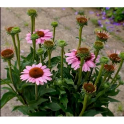 Purpursolhat 'Sunseekers Pink' Echinacea 'Sunseekers Pink' 1 Liter Potte