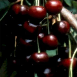 Sød Kirsebær 'Black Star' Selvbestøvende Prunus X 'Black Star' Selvbestøvende Træ Med Sidegrene,- Stammeomkreds 8-10 Cm. Med Klump