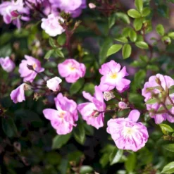 'Lavender Cover'® Rosa X 'Lavender Cover'® (Bunddækkerose) A-Kvalitet,- Barrods Roser Min. 3 Grene -Tilbud Lys Haven Butik p366 51970 rosa x lavender cover bunddaekkerose 803d