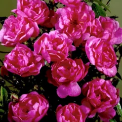 'Lavender Cover'® Rosa X 'Lavender Cover'® (Bunddækkerose) A-Kvalitet,- Barrods Roser Min. 3 Grene -Tilbud Lys Haven Butik p366 51971 rosa x lavender cover bunddaekkerose b7c0