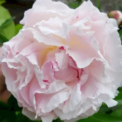 Silkepæon 'Shirley Temple' Paeonia Lactiflora 'Shirley Temple' 3,5 Liter Potte