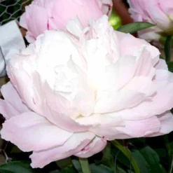 Silkepæon 'Shirley Temple' Paeonia Lactiflora 'Shirley Temple' 3,5 Liter Potte -Tilbud Lys Haven Butik p3676 47911 paeonia lactiflora shirley temple 9d4a