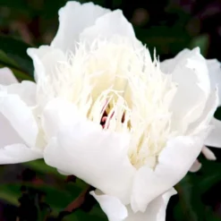 Silkepæon 'Shirley Temple' Paeonia Lactiflora 'Shirley Temple' 3,5 Liter Potte -Tilbud Lys Haven Butik p3676 47912 paeonia lactiflora shirley temple e2e3