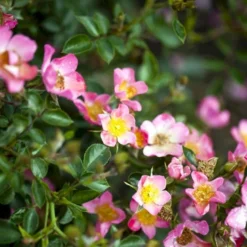 'Pink Cover'® Rosa X 'Pink Cover'® (Bunddækkerose) A-Kvalitet,- Barrods Roser Min. 3 Grene