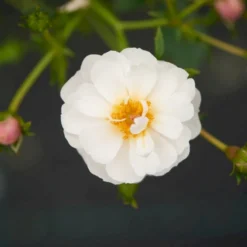 'Snow Cover'® Rosa X 'Snow Cover'® (Bunddækkerose) A-Kvalitet,- Barrods Roser Min. 3 Grene -Tilbud Lys Haven Butik p369 51984 rosa x snow cover bunddaekkerose 03fd