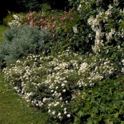 'Snow Cover'® Rosa X 'Snow Cover'® (Bunddækkerose) A-Kvalitet,- Barrods Roser Min. 3 Grene -Tilbud Lys Haven Butik p369 51985 rosa x snow cover bunddaekkerose 9f35