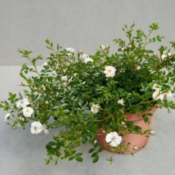 'Snow Cover'® Rosa X 'Snow Cover'® (Bunddækkerose) A-Kvalitet,- Barrods Roser Min. 3 Grene -Tilbud Lys Haven Butik p369 51987 rosa x snow cover bunddaekkerose efe1