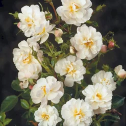 'Snow Cover'® Rosa X 'Snow Cover'® (Bunddækkerose) A-Kvalitet,- Barrods Roser Min. 3 Grene -Tilbud Lys Haven Butik p369 51988 rosa x snow cover bunddaekkerose f042