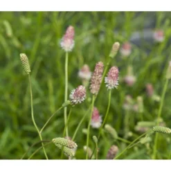 Kvæsurt 'Pink Tanna' Sanguisorba 'Pink Tanna' 1 Liter Potte -Tilbud Lys Haven Butik p37013 43754 sanguisorba pink tanna d1b6