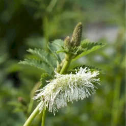 Kvæsurt 'Alba' Sanguisorba Obtusa 'Alba' 1 Liter Potte