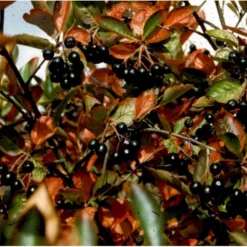 Blommebladet Surbær 'Nero' Aronia Prunifolia 'Nero' Opstammet 120 Cm. 12 Liter Potte