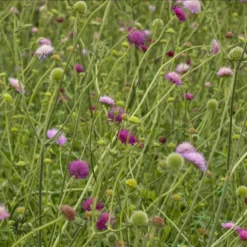 Blåhat 'Melton Pastels' Knautia Macedonica 'Melton Pastels' 1 Liter Potte