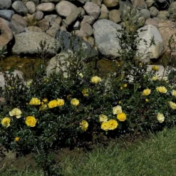 'Sun Cover'® Rosa X 'Sun Cover'® (Bunddækkerose) A-Kvalitet,- Barrods Roser Min. 3 Grene -Tilbud Lys Haven Butik p370 51996 rosa x sun cover bunddaekkerose d13e