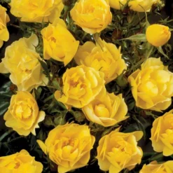 'Sun Cover'® Rosa X 'Sun Cover'® (Bunddækkerose) A-Kvalitet,- Barrods Roser Min. 3 Grene -Tilbud Lys Haven Butik p370 51997 rosa x sun cover bunddaekkerose c888