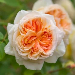 'Bathsheba' Rosa X 'Bathsheba' (Engelsk Rose) A-Kvalitet,- Barrods Roser Min. 3 Grene -Tilbud Lys Haven Butik p37127 52942 rosa x bathsheba engelsk rose 4356