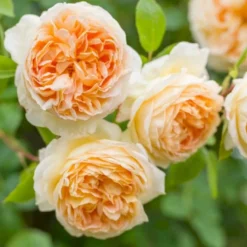 'Bathsheba' Rosa X 'Bathsheba' (Engelsk Rose) A-Kvalitet,- Barrods Roser Min. 3 Grene -Tilbud Lys Haven Butik p37127 52944 rosa x bathsheba engelsk rose 631e