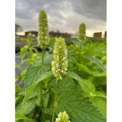 Anis Isop 'Albiflora' Agastache Rugosa F. Albiflora 1 Liter Potte