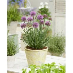 Prydløg 'Little Sapphire' Allium 'Little Sapphire' 2 Liter Potte