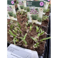 Prydløg 'Little Sapphire' Allium 'Little Sapphire' 2 Liter Potte -Tilbud Lys Haven Butik p37140 46321 allium little sapphire a779