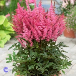 Astilbe 'Younique Pink' Astilbe Arendsii 'Younique Pink' 1 Liter Potte