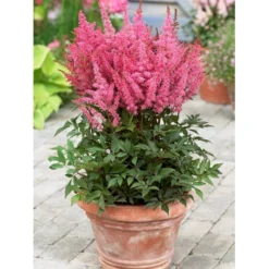 Astilbe 'Younique Pink' Astilbe Arendsii 'Younique Pink' 1 Liter Potte -Tilbud Lys Haven Butik p37148 46324 astilbe arendsii younique pink c159