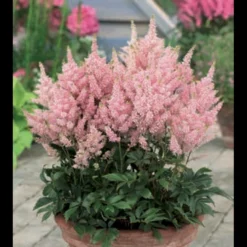 Astilbe 'Younique Pink' Astilbe Arendsii 'Younique Pink' 1 Liter Potte -Tilbud Lys Haven Butik p37148 46325 astilbe arendsii younique pink fc98