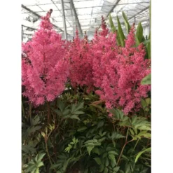 Astilbe 'Younique Pink' Astilbe Arendsii 'Younique Pink' 1 Liter Potte -Tilbud Lys Haven Butik p37148 46326 astilbe arendsii younique pink caa9