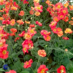 Nellikerod 'Scarlet Tempest' Geum Hybrid 'Scarlet Tempest' 1 Liter Potte