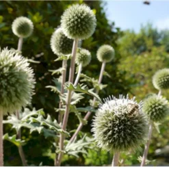 Tidselkugle 'Arctic Glow' Echinops Sphaerocerphalus 'Arctic Glow' 1 Liter Potte