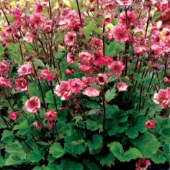 Nellikerod 'Tempo Rose' Geum 'Tempo Rose' 1 Liter Potte -Tilbud Lys Haven Butik p37155 46311 geum tempo rose b542