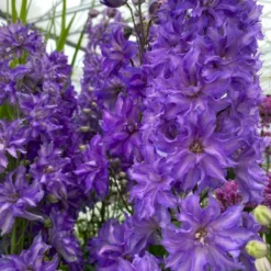 Ridderspore 'Breezin' Delphinium Delgenius 'Breezin' 2 Liter Potte