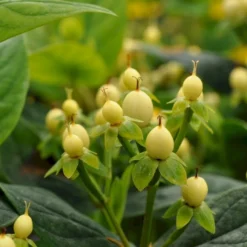 Perikon 'Miracle Spirit' Hypericum 'Miracle Spirit' 3,5 Liter Potte