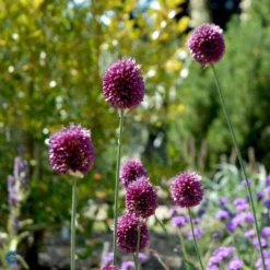 Middelhavs-prydløg Allium Sphaerocephalon 1 Liter Potte