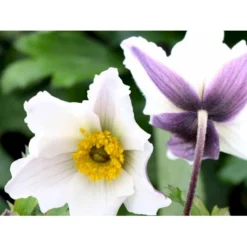 Anemone 'Elfin Swan' Anemone Hybrid 'Elfin Swan' 1 Liter Potte